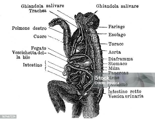 Vetores de Macaco Anatomia Com Rótulos Italianos e mais imagens de Macaco - Macaco, Macaco antropoide, Anatomia