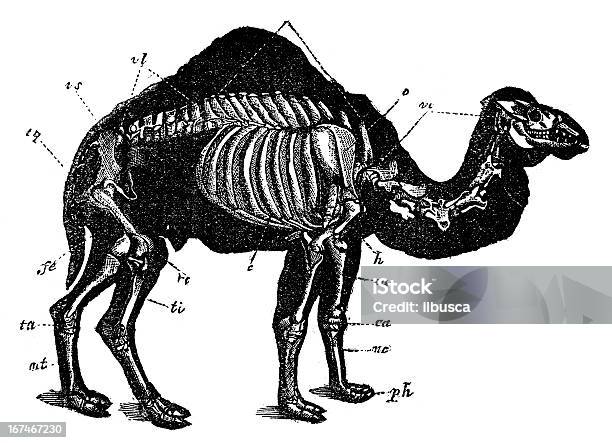 キャメルの骨格 - 19世紀風のベクターアート素材や画像を多数ご用意 - 19世紀風, イラストレーション, カットアウト