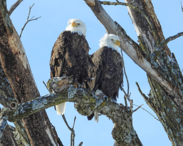 istock Bald Eagle (Haliaeetus leucocephalus) North American Bird of Prey 1674680059