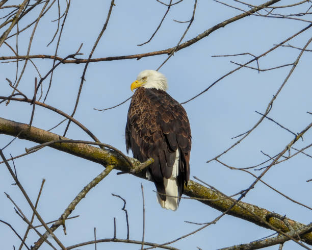 istock Bald Eagle (Haliaeetus leucocephalus) North American Bird of Prey 1674680429