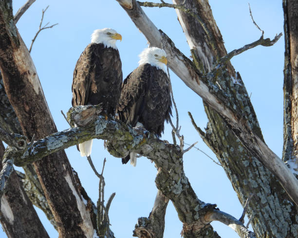 istock Bald Eagle (Haliaeetus leucocephalus) North American Bird of Prey 1674680438