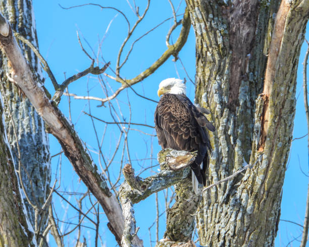 istock Bald Eagle (Haliaeetus leucocephalus) North American Bird of Prey 1674680997