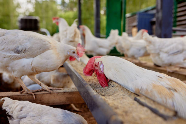 istock chicken eats feed and grain at eco chicken farm, free range chicken farm 1674682183