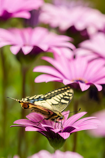 macaón en un campo lila daisy - lepidopteron fotografías e imágenes de stock