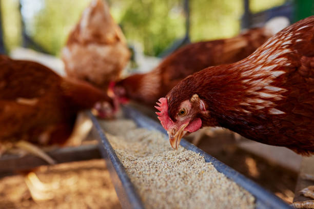 chicken eats feed and grain at eco chicken farm, free range chicken farm chicken eats feed and grain at eco chicken farm, free range chicken farm feeding chickens stock pictures, royalty-free photos & images