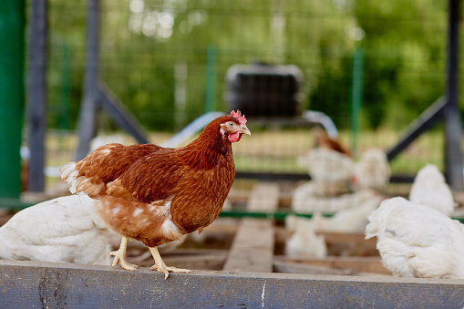chicken farm in sunny weather, free range chicken farm