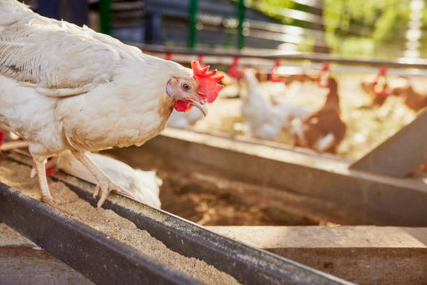 istock chicken eats feed and grain at eco chicken farm, free range chicken farm 1674685375