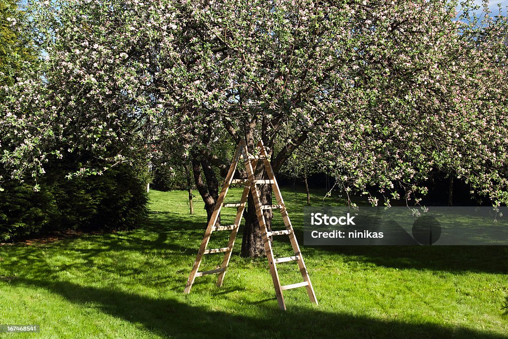 Macieira em flor - Foto de stock de Escada - Objeto manufaturado royalty-free
