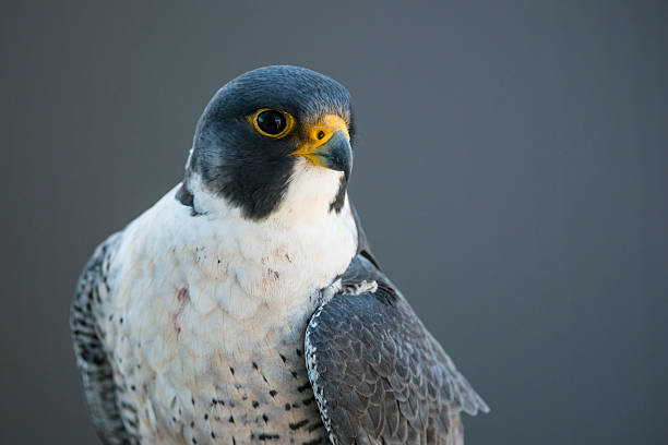 pozycja falcon - peregrine falcon zdjęcia i obrazy z banku zdjęć