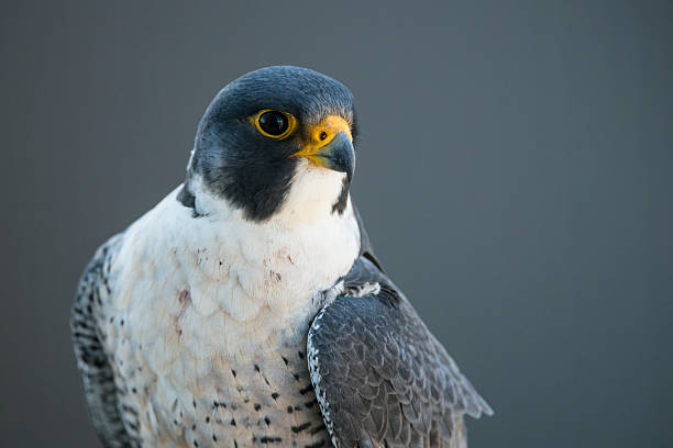 поза falcon - peregrine falcon фотографии стоковые фото и изображения