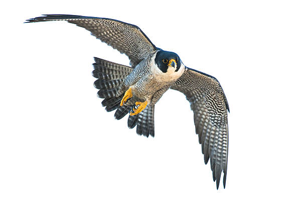 istock Falcon flying with wings spread on white background 167468548