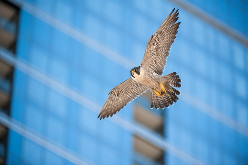 Peregrine Falcon flying by building in the city