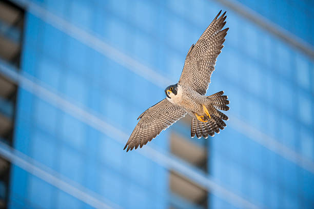 A bird flying through a city in front of a blurred building Peregrine Falcon flying by building in the city hawk bird photos stock pictures, royalty-free photos & images