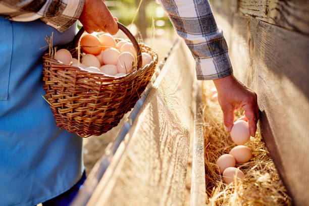 istock farmer collects eggs at eco poultry farm, free range chicken farm 1674685932