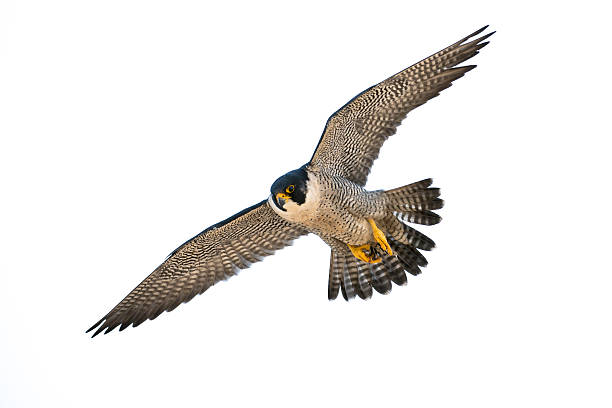Peregrine Flight Peregrine Falcon in flight falcon bird stock pictures, royalty-free photos & images