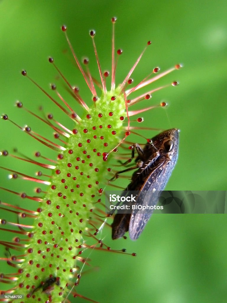 Natura ´ s legge Pianta carnivora - Foto stock royalty-free di Drosera