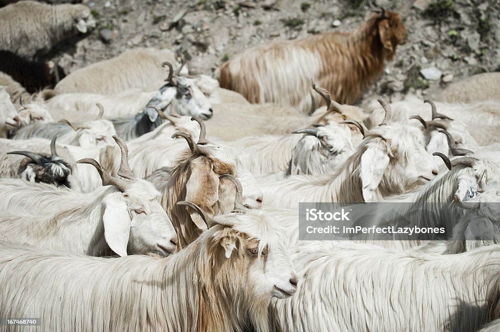 Mandria di pashmina kashmir () caprini. India, Ladakh - Foto stock royalty-free di Cashmere