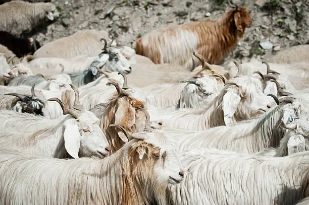 Herd of kashmir (pashmina) goats from Indian highland farm in Ladakh