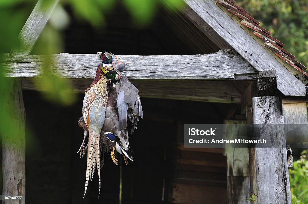 Juego para montaje de aves de barn haz pasante - Foto de stock de Aire libre libre de derechos