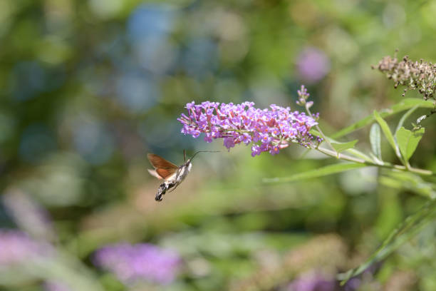 istock hummingbird hawk-moth feeding purple flower 1674691426