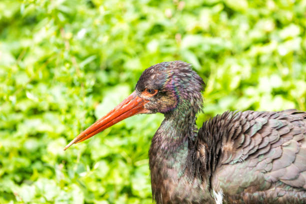 Majestic Black Stork, Ciconia nigra, gracing Eastern Europe's wetlands with its striking presence.