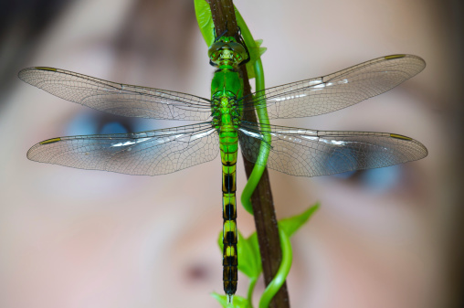 A bright green dragonfly with a child's face in the background
