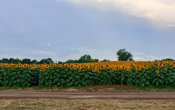 Sunflower field on country road