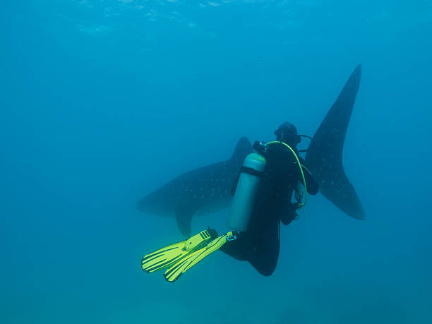 istock Whale shark and scuba diver 167470622