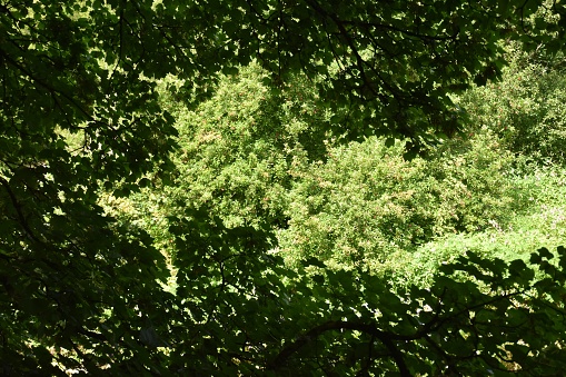 A very green view through the leaves of a tree to more green trees beyond them