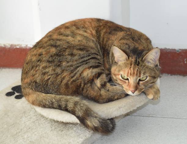 istock Beautiful home cat with bright eyes and beautiful colors 1674722911