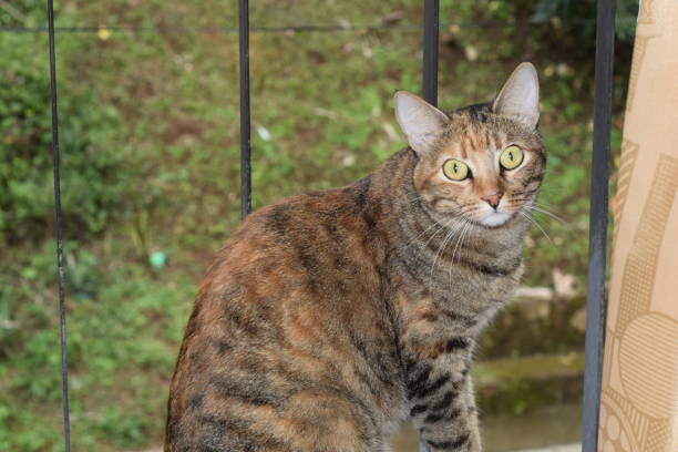 Intimate close-up of a tabby cat with striking yellow-green eyes and finely textured fur. The cat’s brown, black, and gray striped coat is sharply defined against a softly blurred background, drawing attention to its focused gaze and delicate whiskers. Ideal for pet photography, emotional storytelling, and visual content emphasizing animal expression and detail.