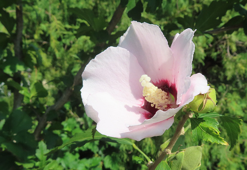 one Rose of Sharon bloom, early autumn
Downers Grove, Illinois  USA