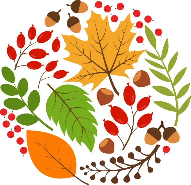 Vector illustration of Background of autumn leaves. Round template with autumn leaves, berries and nuts.