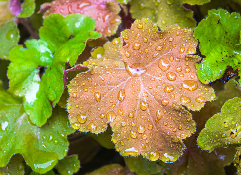 Raindrops cling to a leaf in a Massachusetts garden.