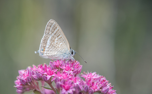 Argus butterfly on pink sedum flower, shallow depth of field