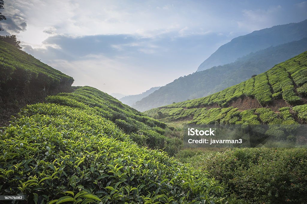 Чай плантациях в Муннар, Керала, Индия - Стоковые фото Азия роялти-фри