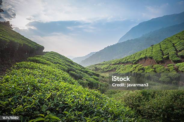 Чай Плантациях В Муннар Керала Индия — стоковые фотографии и другие картинки Азия - Азия, Без людей, Возвышенность