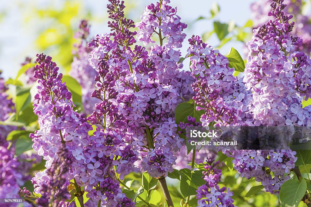 Fiori lilla - Foto stock royalty-free di Ambientazione esterna