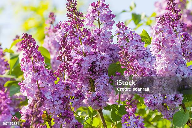 Fiori Lilla - Fotografie stock e altre immagini di Ambientazione esterna - Ambientazione esterna, Bocciolo, Cespuglio