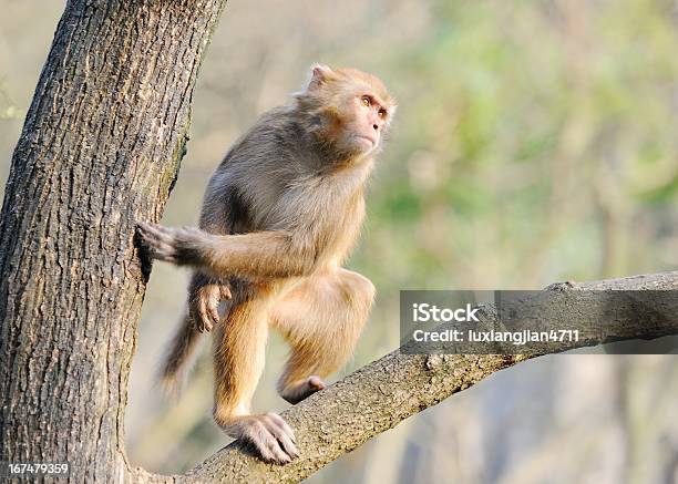 Die Monkey Fest Stockfoto und mehr Bilder von Affe - Affe, Bewegungsaktivität, Fotografie