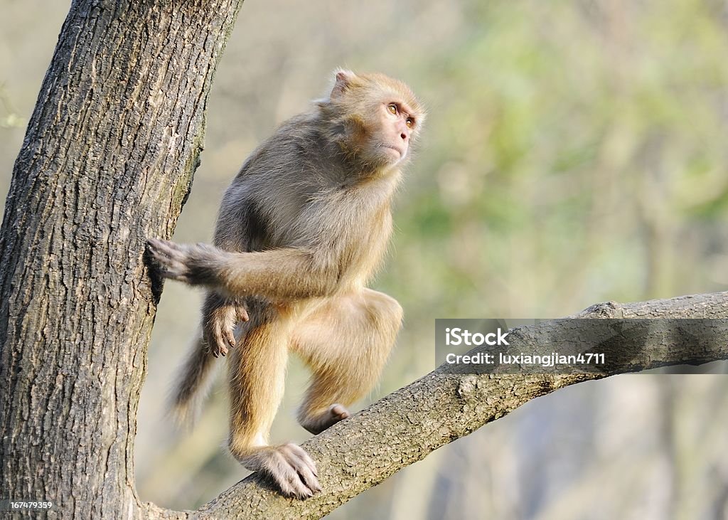 The monkey olhei ao redor - Foto de stock de Animal royalty-free