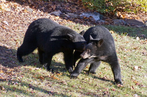 Two adolescent black bears of equal size fight for dominance in an urban backyard in autumn