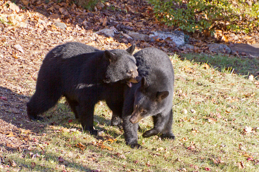 Two adolescent black bears of equal size fight for dominance in an urban backyard in autumn