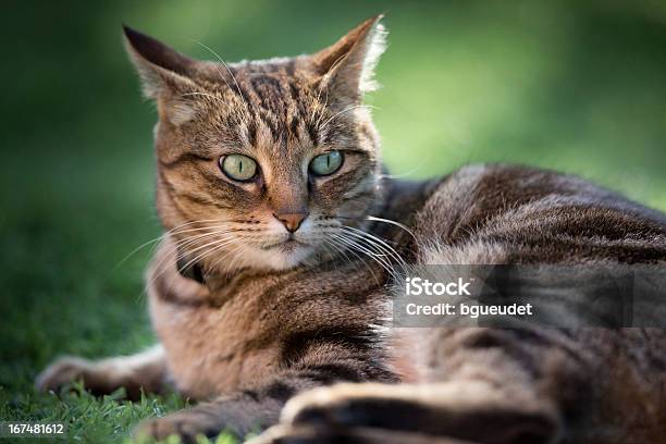 Photo libre de droit de Pirouette banque d'images et plus d'images libres de droit de Animal vertébré - Animal vertébré, Animaux de compagnie, Animaux domestiques