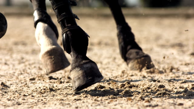 HD Super Slow-Mo: Horse Hooves Kicking Sand