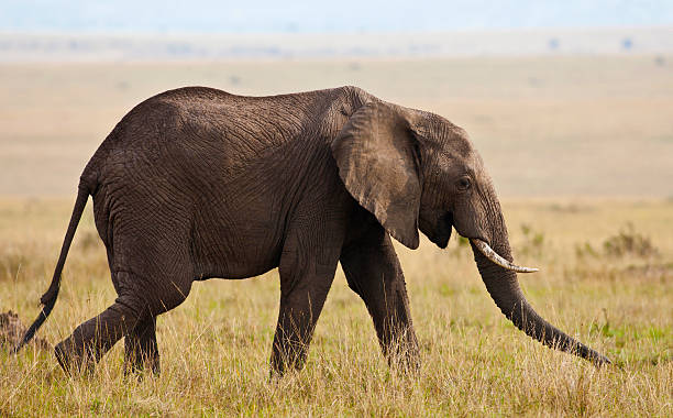 istock Elephant on the plains of Maasai Mara 167482563