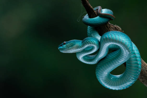 istock A blue viper snake Trimeresurus insularis on defensive position 1674827765