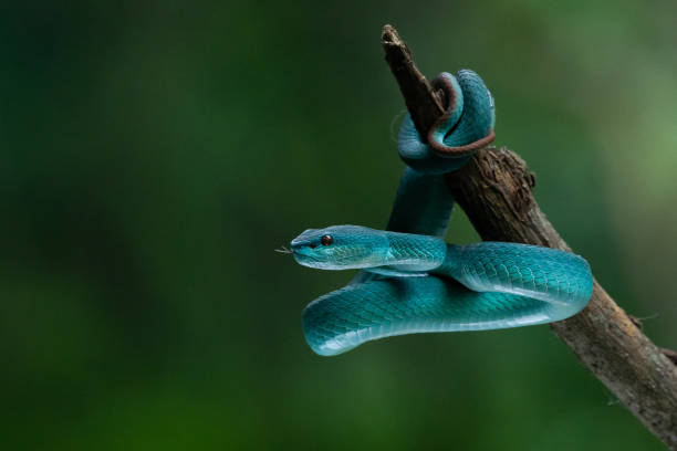 istock A blue viper snake Trimeresurus insularis on defensive position 1674827767