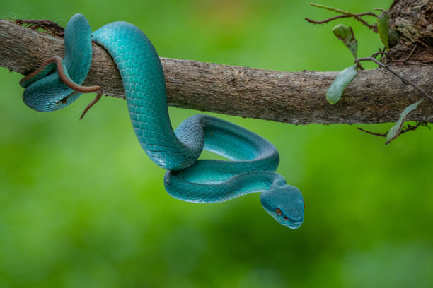 istock A blue viper snake Trimeresurus insularis on defensive position 1674828278
