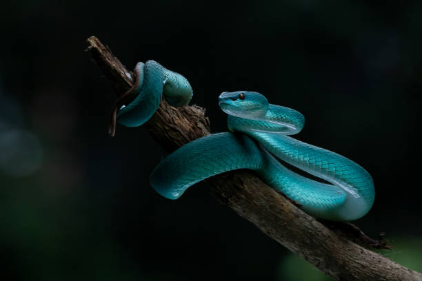 istock A blue viper snake Trimeresurus insularis on defensive position 1674828293